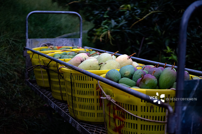 芒果丰收图片素材