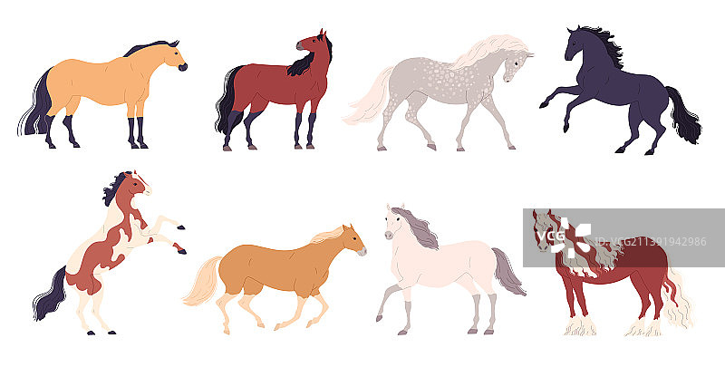 不同品种的马图片素材