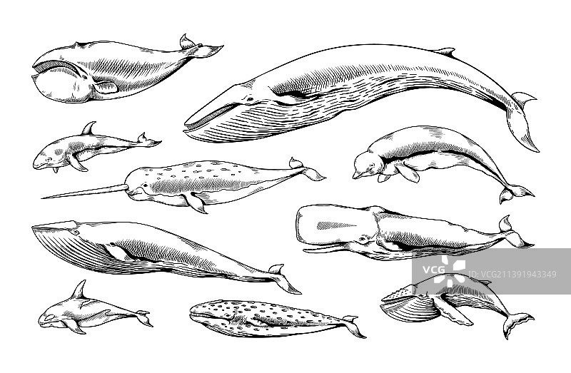 手绘鲸鱼海洋动物复古草图图片素材