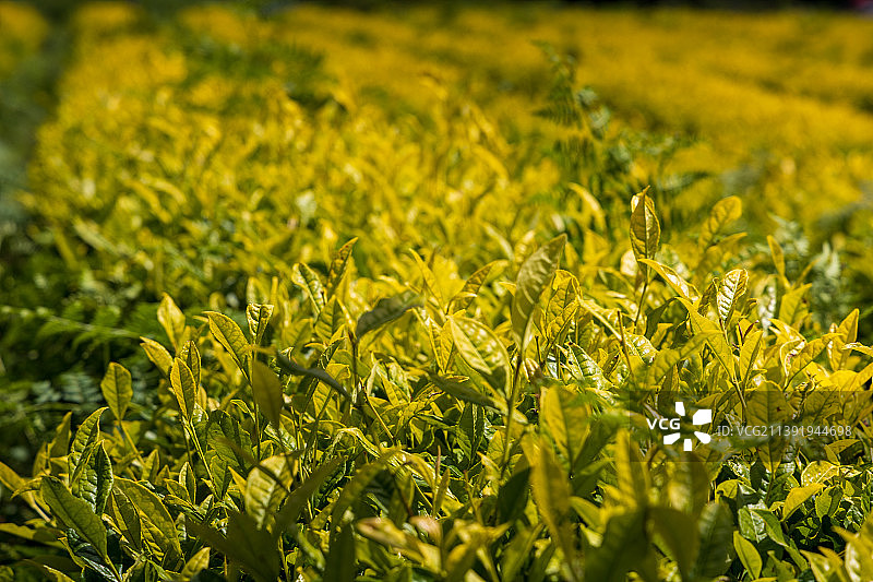 贵州瓮安县的茶旅小镇，是适合摄影的动漫风图片素材