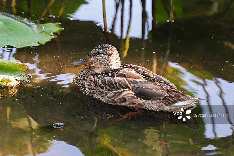 野鸭在水面休息游动图片素材