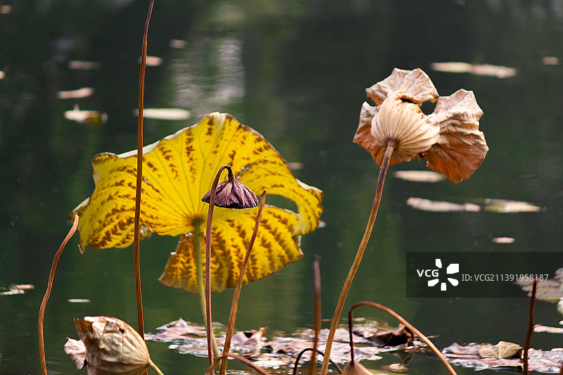 秋天里晴朗的天气，荷塘里的荷叶和莲蓬。图片素材