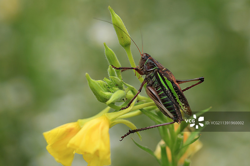 蝈蝈图片素材