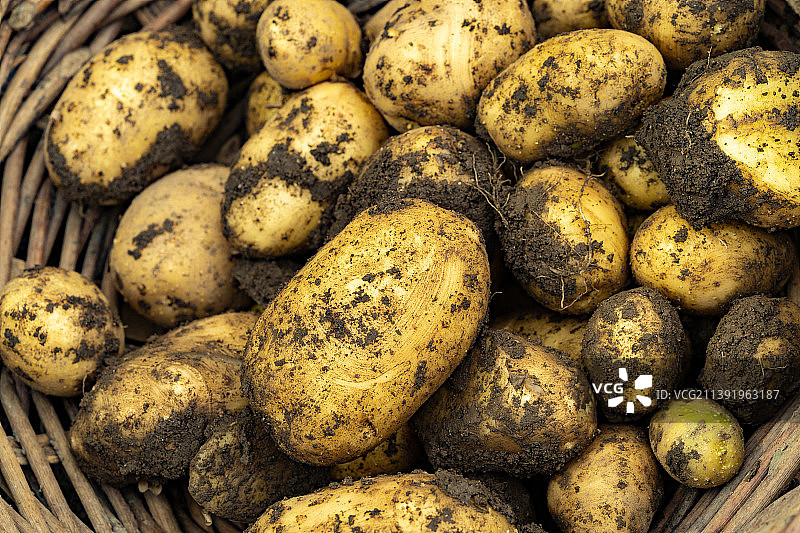 放在土篮里的新鲜土豆图片素材