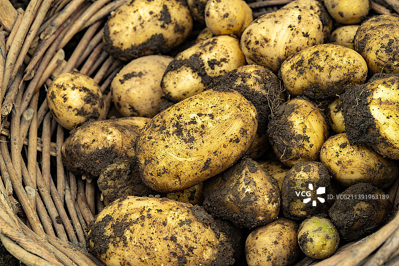 放在土篮里的新鲜土豆图片素材