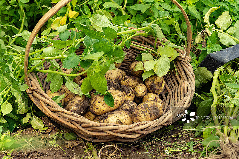 放在土篮里的新鲜土豆图片素材