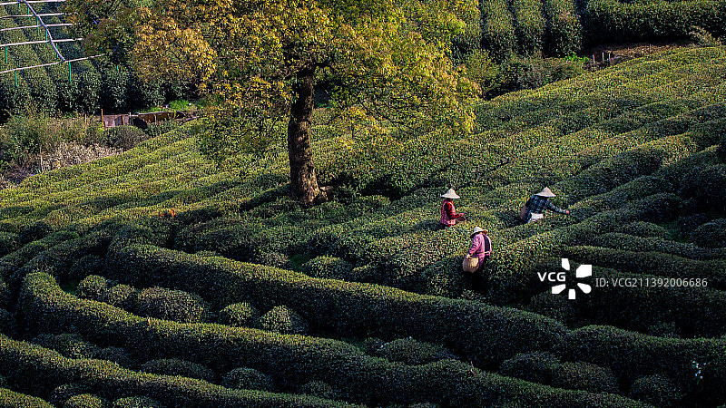 杭州龙坞茶园图片素材