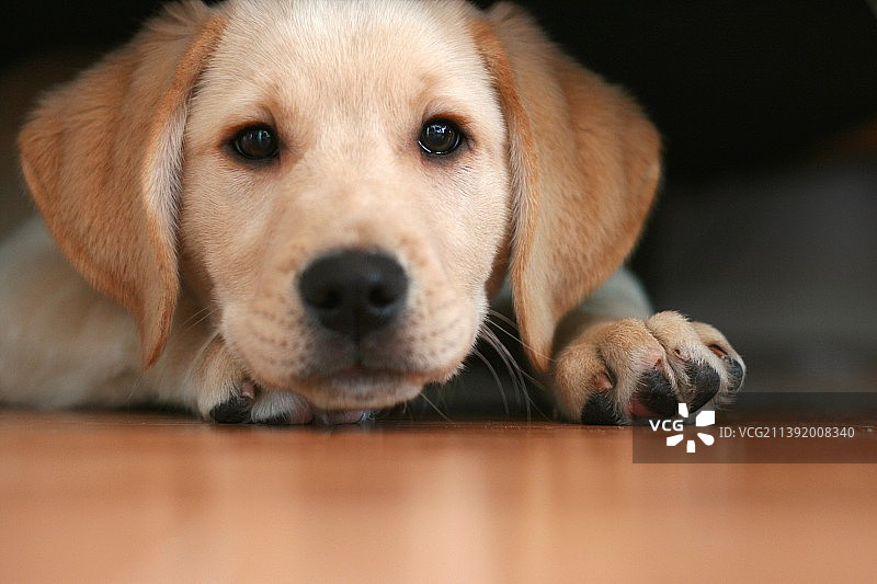 拉布拉多幼犬图片素材