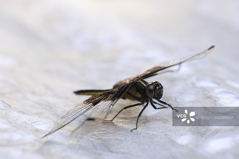 灰蜻蜓图片素材