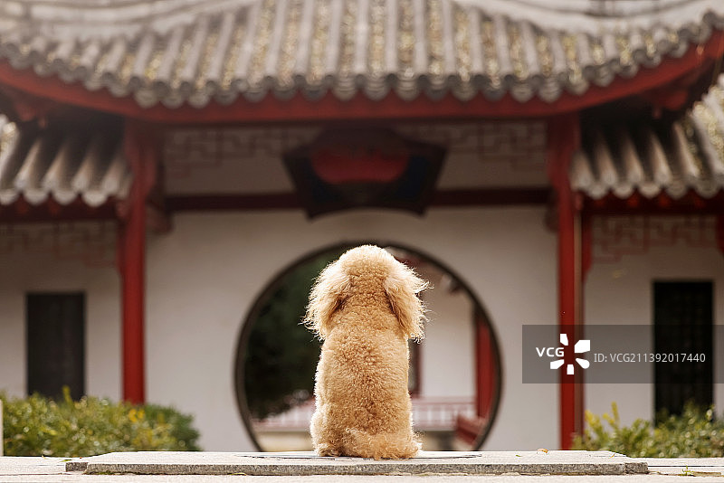 中国风的贵宾犬图片素材