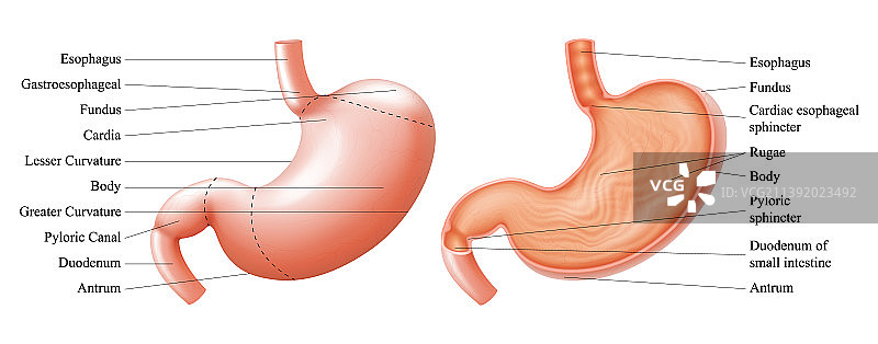 人体胃部及结构解剖图图片素材