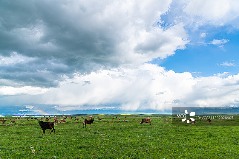 最高限价伊犁昭苏大草原风光图片素材