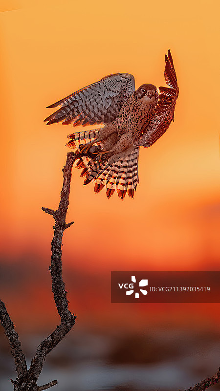 红隼栖息在树枝上图片素材