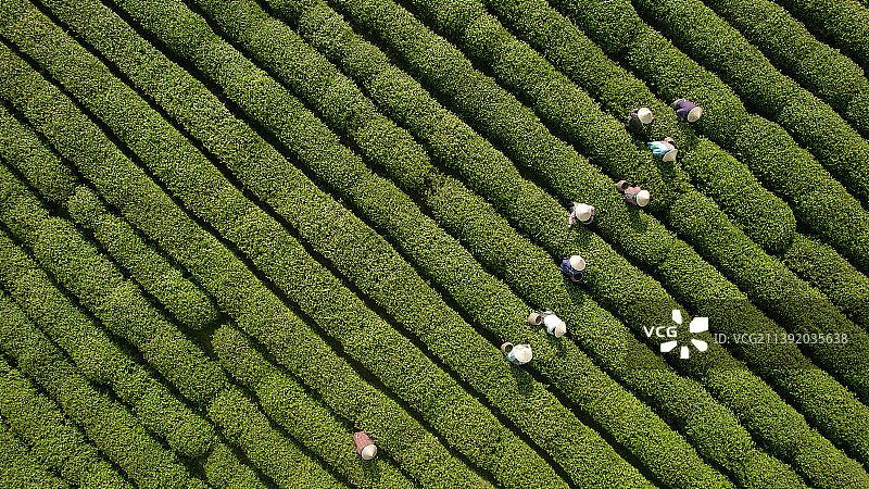 龙井问茶图片素材