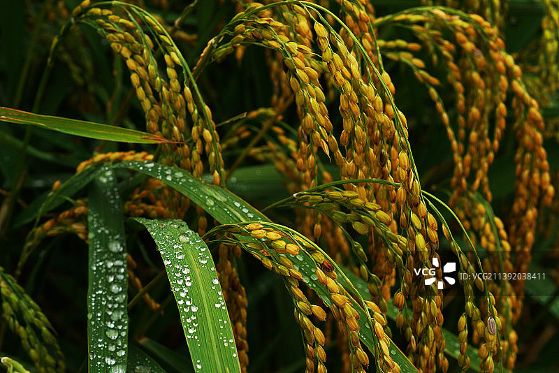 雨露粮昌图片素材