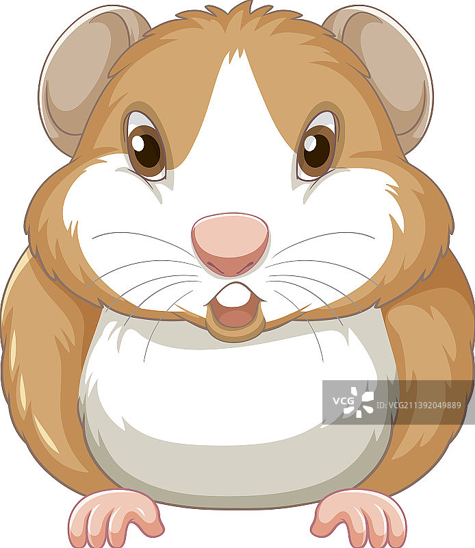 白色背景上的可爱豚鼠图片素材