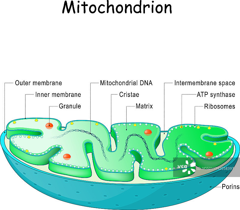 线粒体解剖结构图片素材