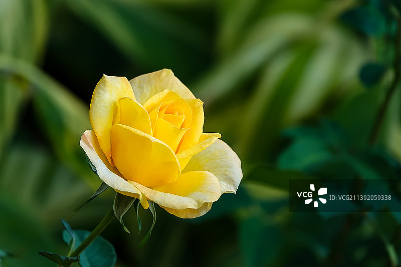 一朵黄玫瑰图片素材