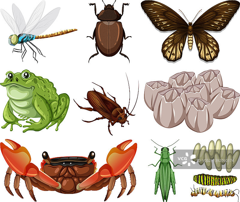白色背景上的各种昆虫和动物图片素材