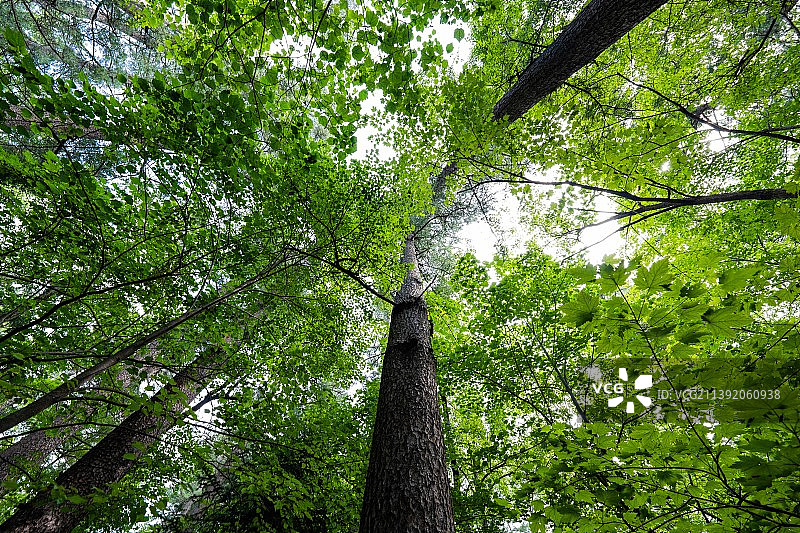 森林红松林内部夏季景观摄影图片图片素材