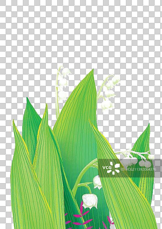 盛开的白玲花图片素材