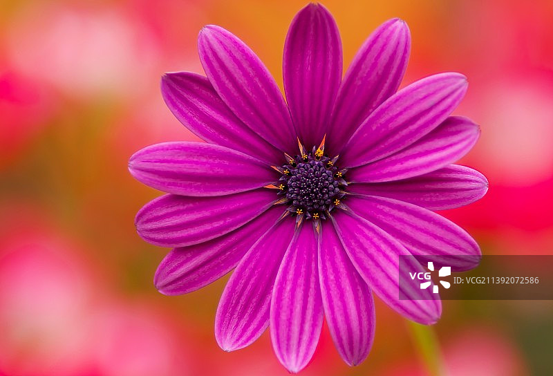 紫色花朵特写，奥罗塔瓦，圣克鲁斯-德特内里费，西班牙图片素材