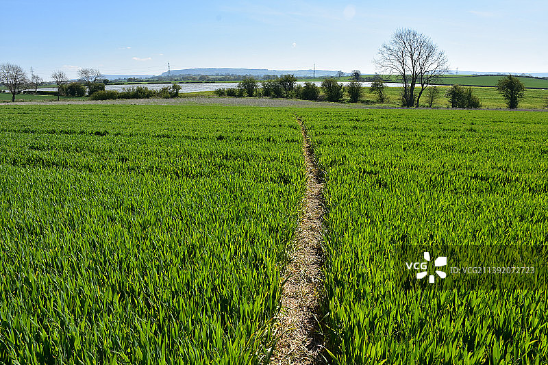 绿意盎然的农田，一条小路穿过田野图片素材