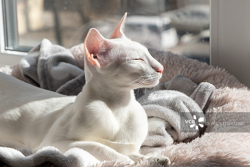 东方短毛白色猫咪在窗边睡觉图片素材