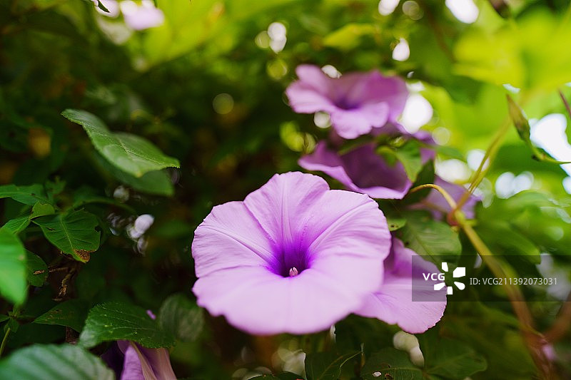 盛开的美丽牵牛花图片素材