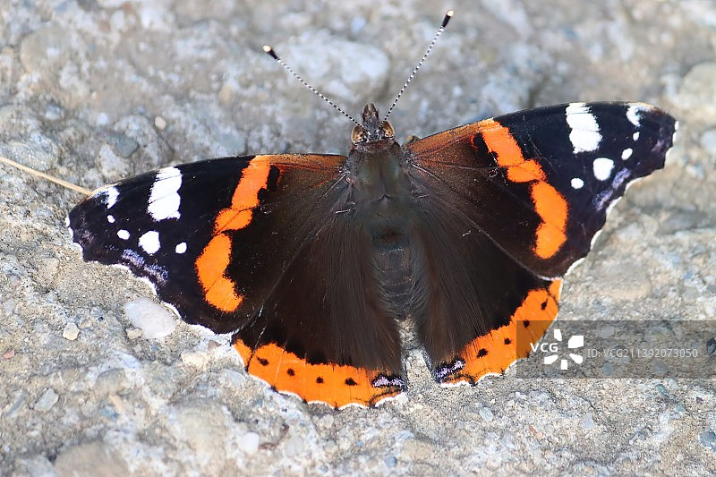 岩石上的蝴蝶特写图片素材