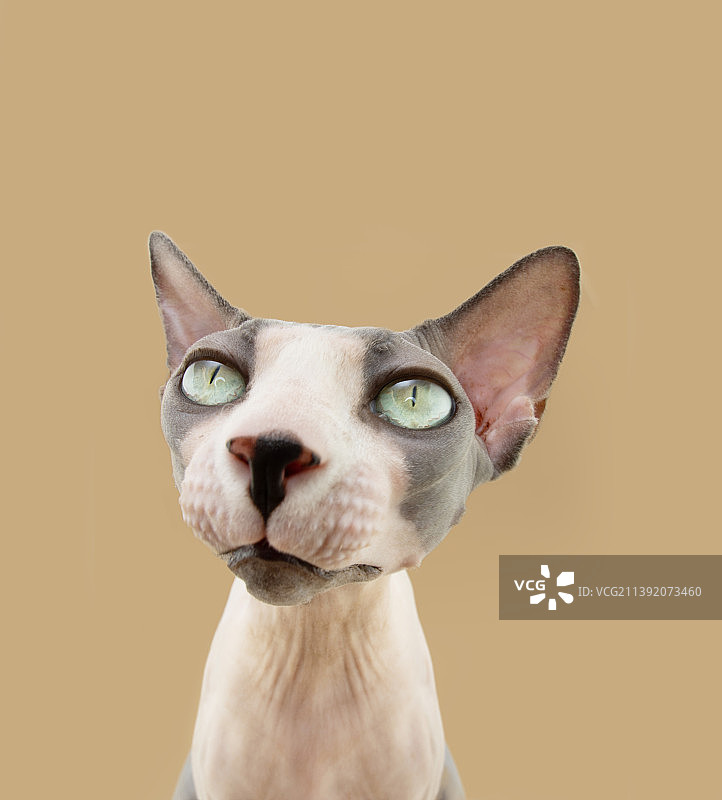 特写：斯芬克斯猫，表情严肃好奇，赫罗纳，西班牙图片素材