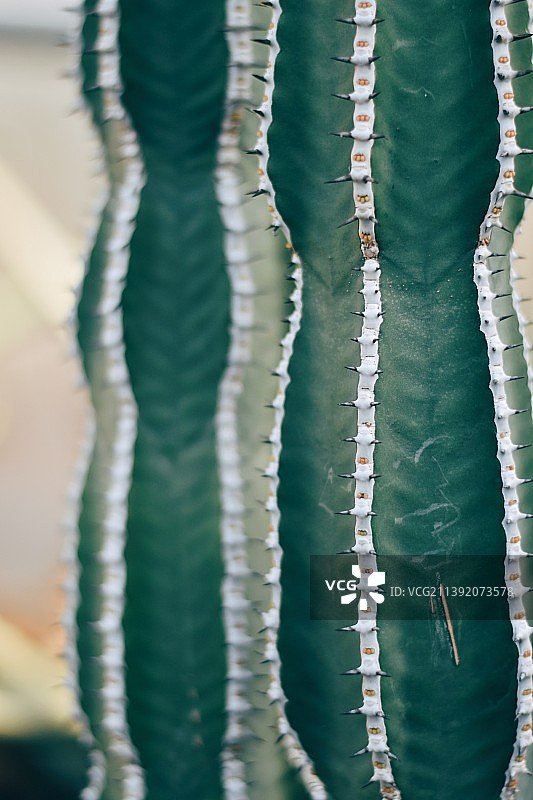 多肉植物全画幅图片素材