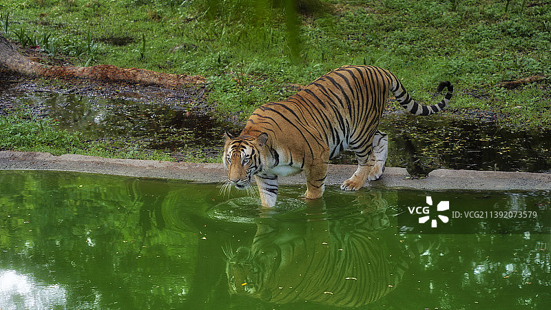 印度特伦甘纳邦海德拉巴湖中老虎侧视图图片素材