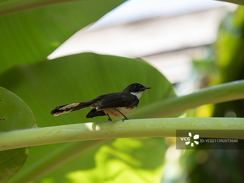 花园里香蕉叶上的泰国鹊图片素材