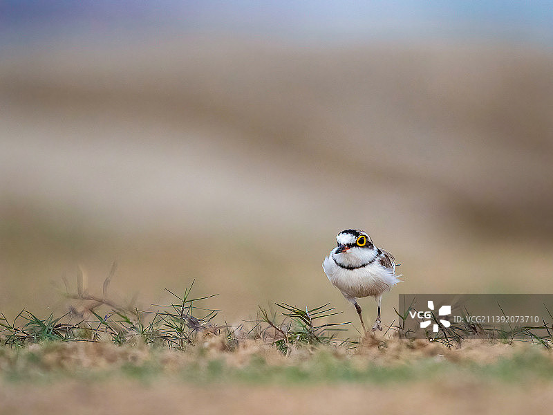 田野上的千鸟特写图片素材