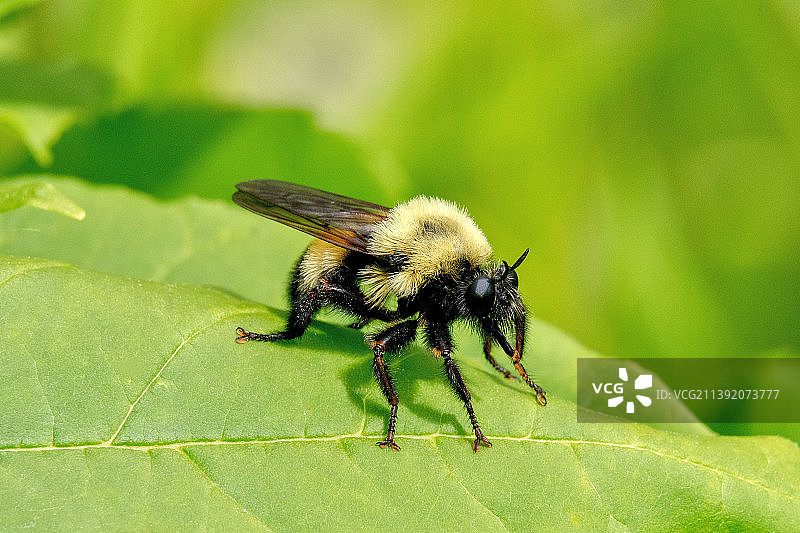 美国拉巴格伍兹树叶上的昆虫特写图片素材