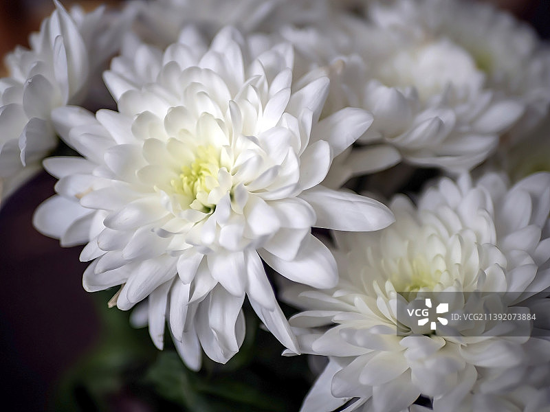 精致的白色菊花微距图片素材