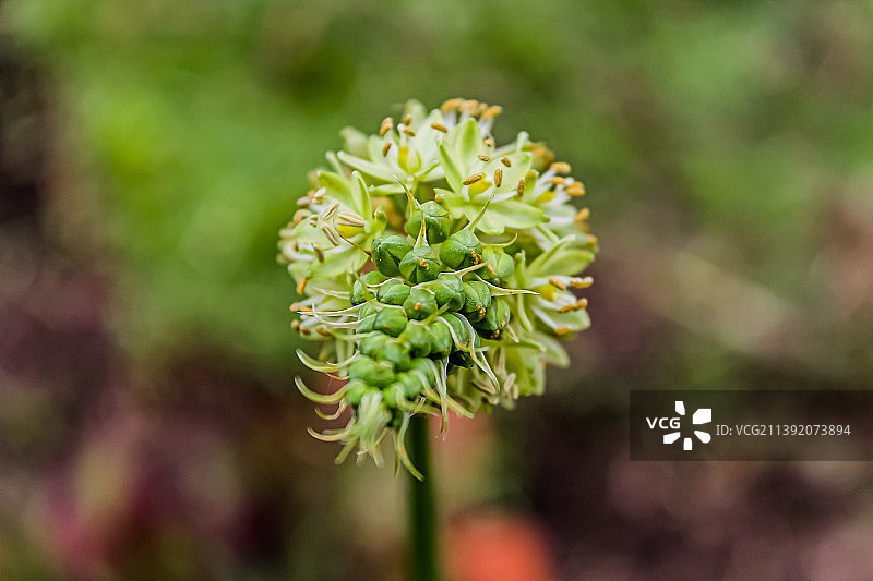 开花植物的特写图片素材