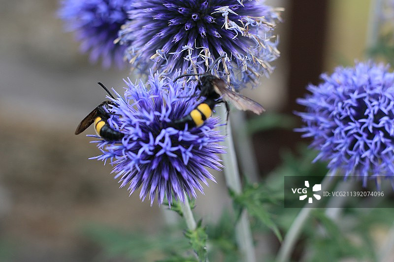 蜜蜂在紫色花朵上的特写图片素材