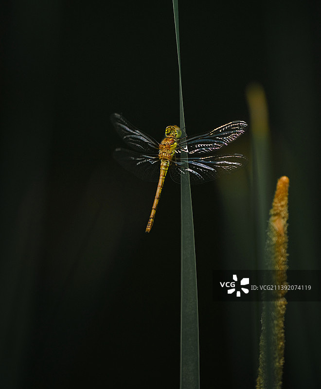 蜻蜓在植物上的特写图片素材