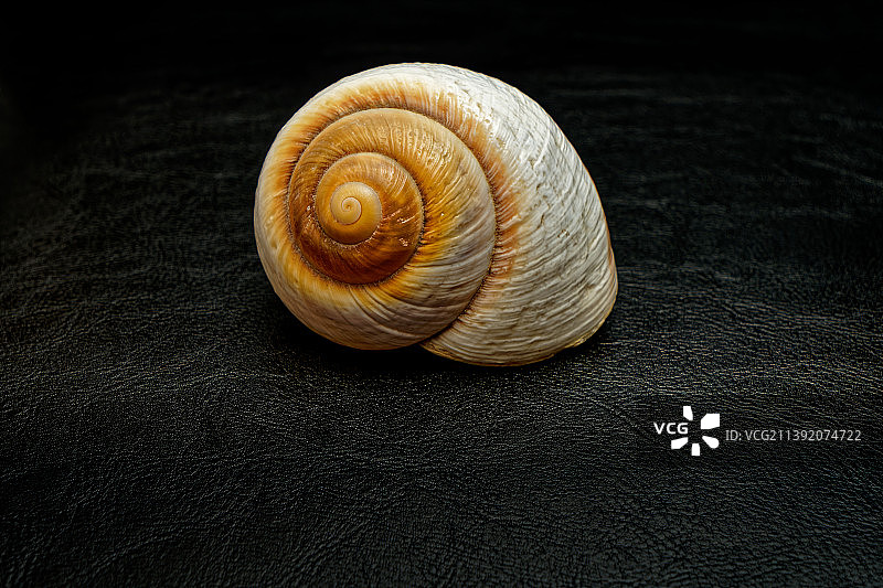 特写的蜗牛图片素材