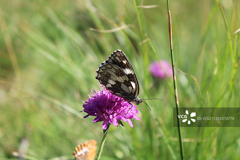 蝴蝶在紫色花朵上授粉的特写图片素材