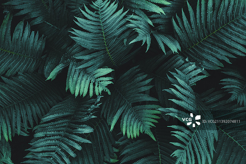 蕨类叶子背景，生长在黑暗森林中的蕨类，俯视图，忧郁的自然植物背景图片素材
