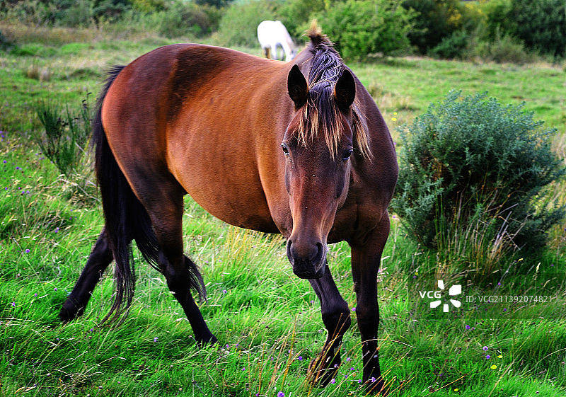 田野上的纯种矮种马肖像图片素材