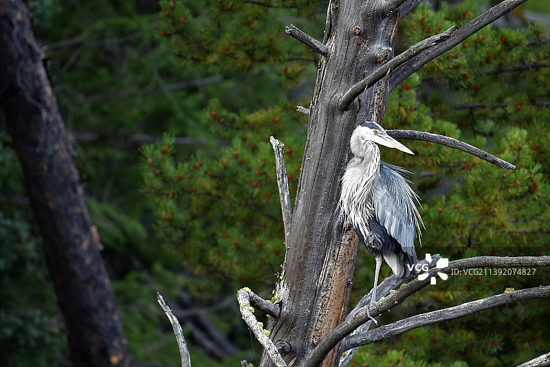 低角度拍摄：苍鹭栖息在树上，美国黄石国家公园图片素材