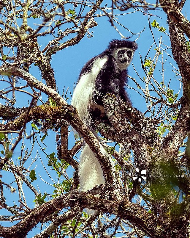 鸟类栖息在树枝上的仰视角度图片素材