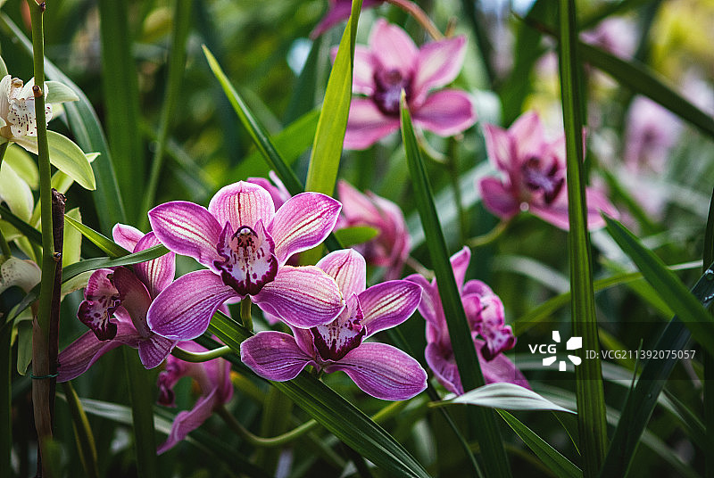 温室中盛开的紫船兰图片素材