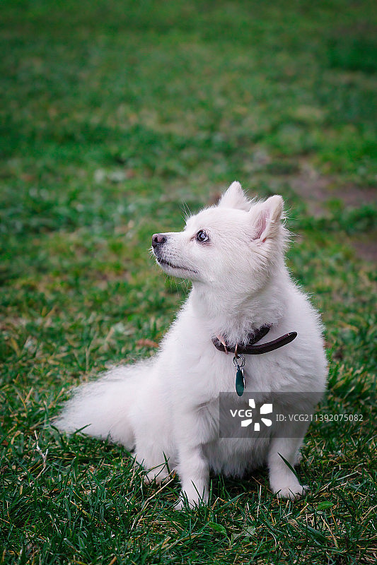 纯种尖嘴犬草地坐姿特写图片素材