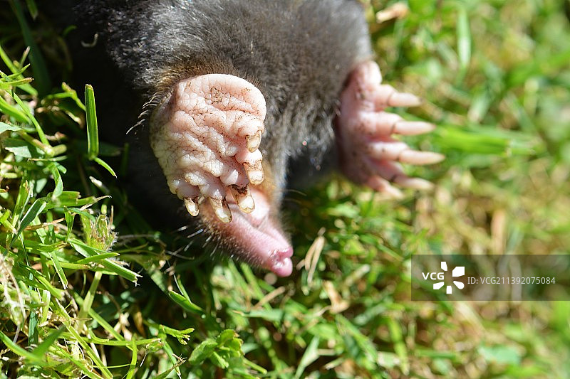 欧洲鼹鼠图片素材