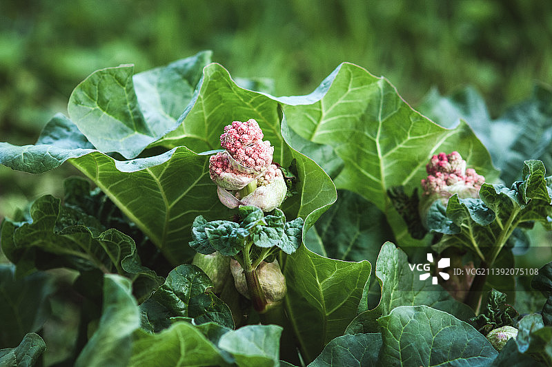花园中开花的喜马拉雅大黄，印度大黄植物，具有花蕾图片素材